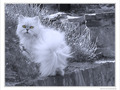Chat tr�s tr�s m�fiant -- 26/02/10