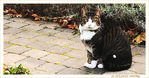 Un Chat maquill�?