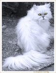 Chat m�fiant