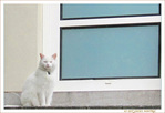 Chat de garde