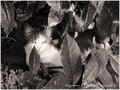 Le ronron du Chat -- 24/11/10