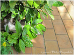 Mon petit Chat s'est cach� dans le jardin