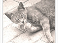 Chat pause -- 01/08/10