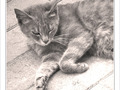 S�r�nit� -- 03/08/09