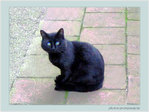 Minou, tout doux�! -- 12/10/04