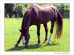 Tierc� gagnant