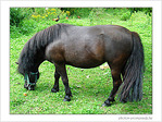 Le cheval � la longue crini�re