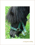 Cheval timide