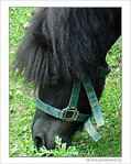 Cheval timide