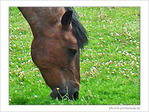 L'oeil interrogateur du cheval 
