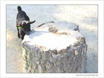 Sauter le pas�? -- 18/10/04