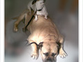 Amiti� canine -- 06/10/09