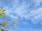 L'Automne se dit�: Ciel c'est le Printemps