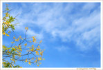 L'Automne se dit�: Ciel c'est le Printemps -- 08/10/10