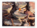 Une coccinelle ne fait pas le printemps -- 21/03/09