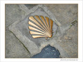 Coquille Saint-Jacques -11 -- 12/09/07