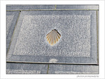 Coquille Saint-Jacques -23 -- 03/06/09