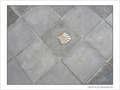 Coquille Saint-Jacques -32 -- 05/06/09