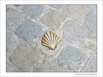 Coquille Saint-Jacques -39 -- 07/06/09