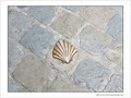 Coquille Saint-Jacques -39 -- 07/06/09
