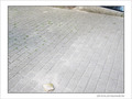 Coquille Saint-Jacques -47 -- 07/06/09