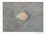 Coquille Saint-Jacques -7 -- 31/03/07