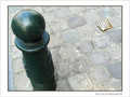 Coquille Saint-Jacques -8 -- 19/04/07