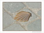 Coquille Saint-Jacques -9 -- 20/05/07