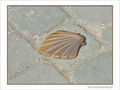 Coquille Saint-Jacques -9 -- 20/05/07