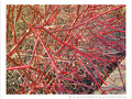 Rouge et Soleil d'Hiver -- 03/02/12