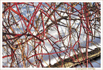 Enchev�trement Rouge et Blanc -- 09/02/13