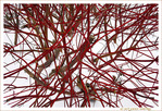 Rouge sur Blanc -- 03/02/10
