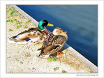 S'aimer c'est regarder dans la m�me direction