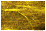 Arbre dans la nuit -- 19/03/08