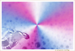 Tortue � la recherche du shampoing miracle!