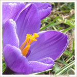 Le printemps est annonc� -- 23/03/10