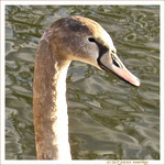 Tendre l'Oreille -- 27/04/11