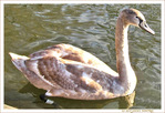 Pr�t � symboliser l'�l�gance -- 10/06/11
