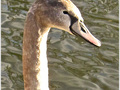 Tendre l'Oreille -- 27/04/11