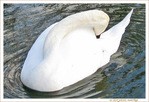 Cou tordu -- 03/03/11