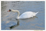 Cygne d'�tirement -- 05/07/10