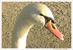 Cygne de t�te -- 07/04/10