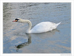 Cygne d'�tirement
