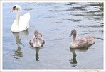 Cygnons sous l'oeil protecteur parental -- 05/09/10