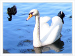 Le cygne et son escorte