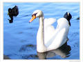 Le cygne et son escorte -- 21/09/09