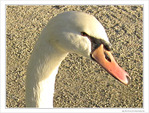 Cygne de t�te -- 07/04/10