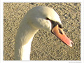 Cygne de t�te -- 07/04/10
