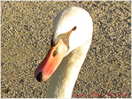 Oeil m�fiant -- 16/01/11