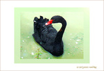 Qui me fait Cygne�? -- 27/08/08